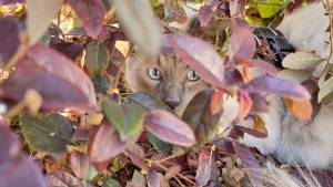 Christine LE GUYADEC - leguyadecc@gmail.com